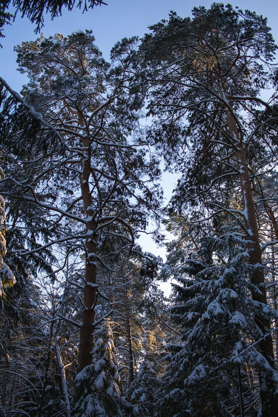 Winter forest